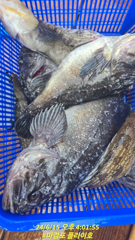 태안플라이호의 조황일지 이미지 - 13