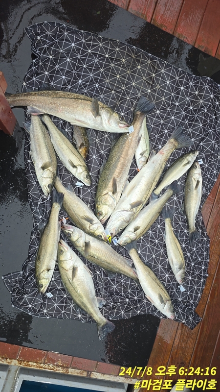 태안플라이호의 조황일지 이미지 - 13