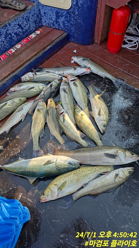 태안플라이호의 조황일지 이미지 - 7