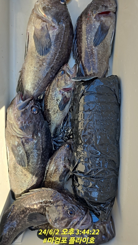 태안플라이호의 조황일지 이미지 - 6