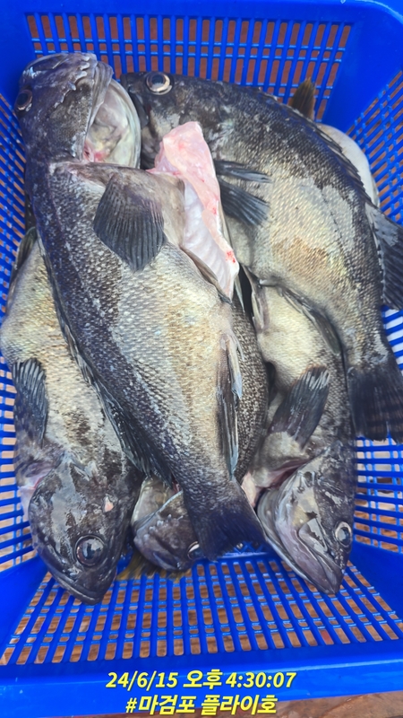 태안플라이호의 조황일지 이미지 - 18