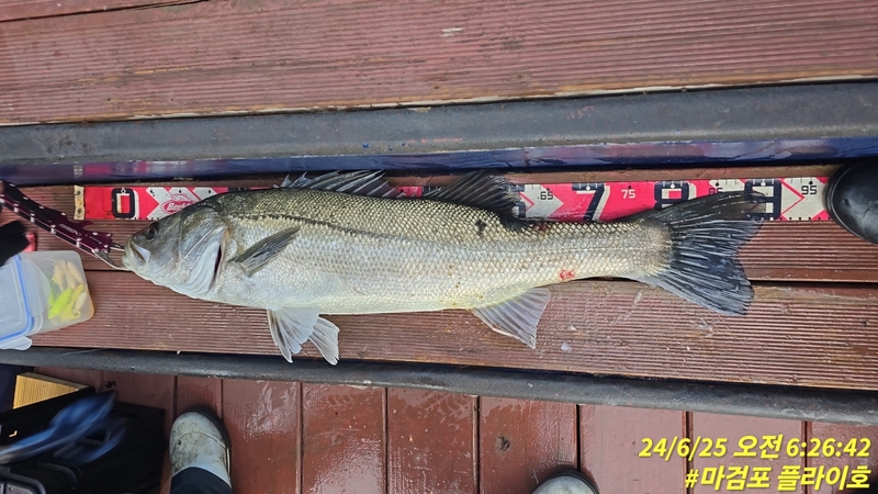 태안플라이호의 조황일지 이미지 - 18