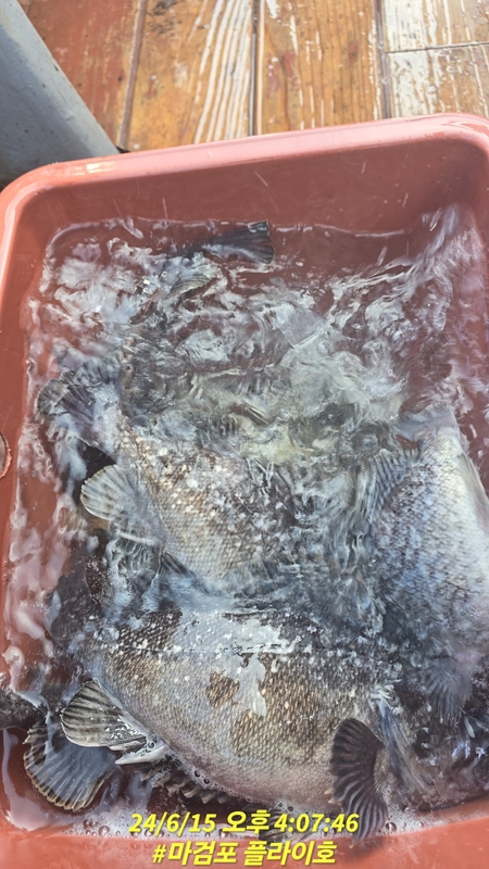 태안플라이호의 조황일지 이미지 - 15