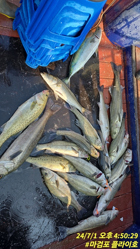 태안플라이호의 조황일지 이미지 - 5