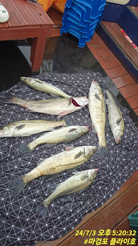 태안플라이호의 조황일지 이미지 - 5