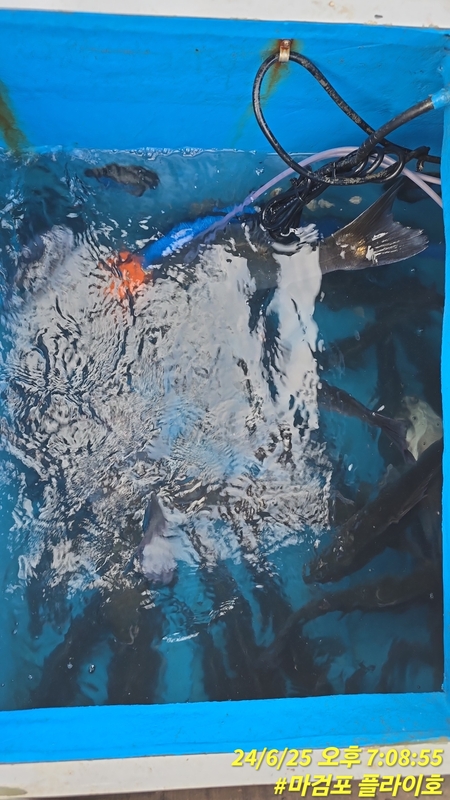 태안플라이호의 조황일지 이미지 - 9