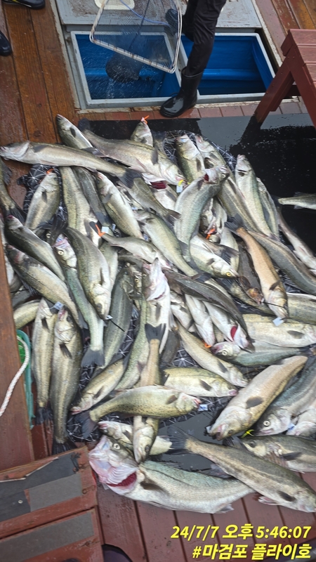 태안플라이호의 조황일지 이미지 - 8