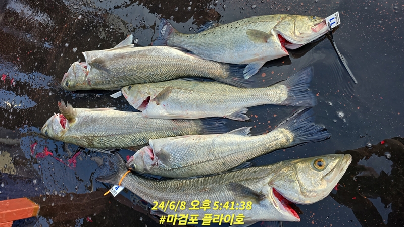 태안플라이호의 조황일지 이미지 - 1