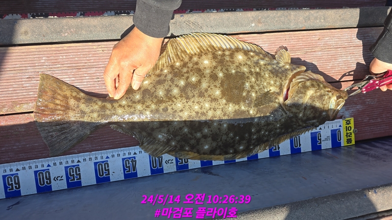 태안플라이호의 조황일지 이미지 - 6