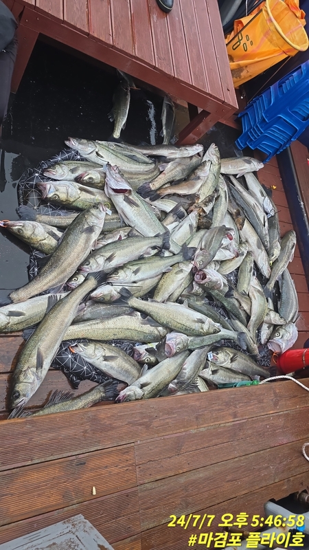 태안플라이호의 조황일지 이미지 - 6