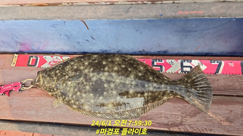 태안플라이호의 조황일지 이미지 - 5