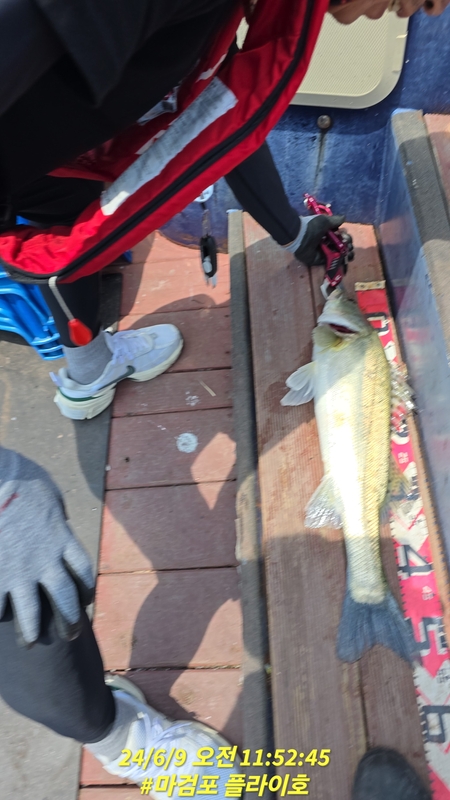 태안플라이호의 조황일지 이미지 - 3