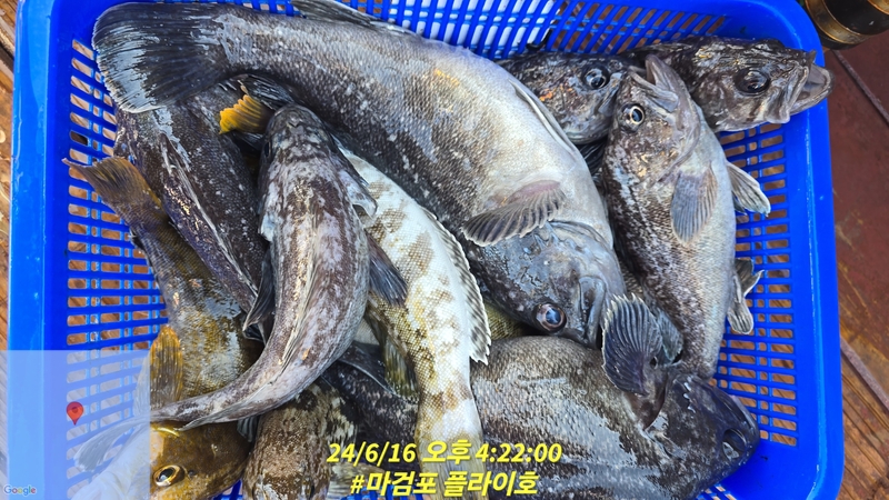 태안플라이호의 조황일지 이미지 - 5