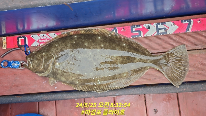 태안플라이호의 조황일지 이미지 - 7