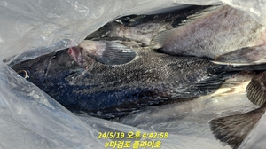 5월19일 마검포 플라이호 우럭 조황입니다 선상낚시로 잡은 물고기 조황