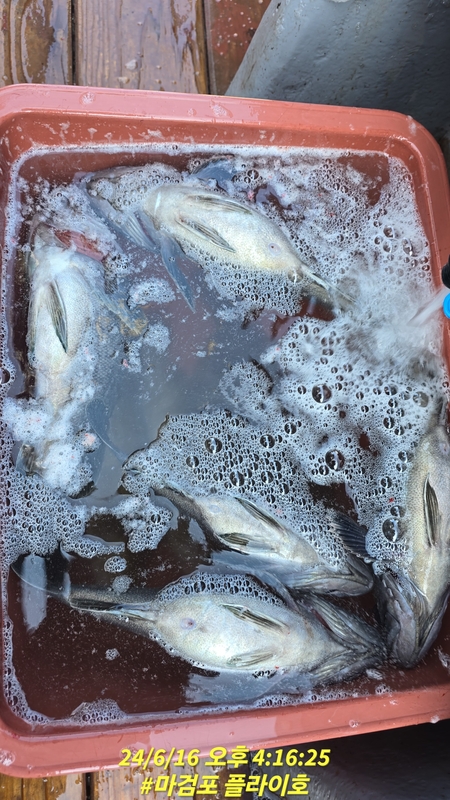 태안플라이호의 조황일지 이미지 - 12