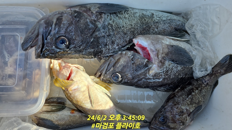 태안플라이호의 조황일지 이미지 - 8