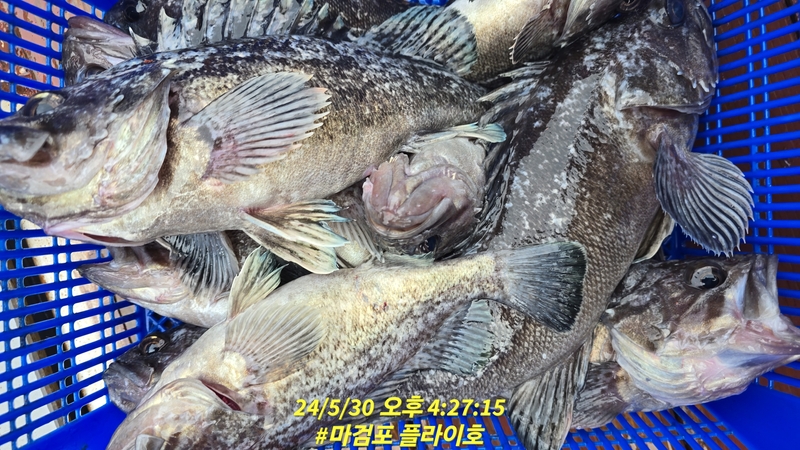 태안플라이호의 조황일지 이미지 - 4