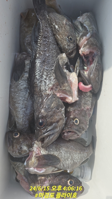 태안플라이호의 조황일지 이미지 - 17