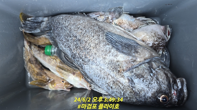 태안플라이호의 조황일지 이미지 - 12