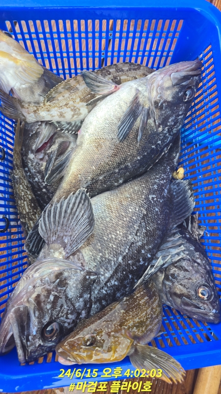 태안플라이호의 조황일지 이미지 - 12