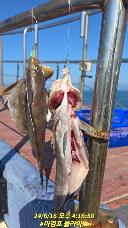 태안플라이호의 조황일지 이미지 - 11