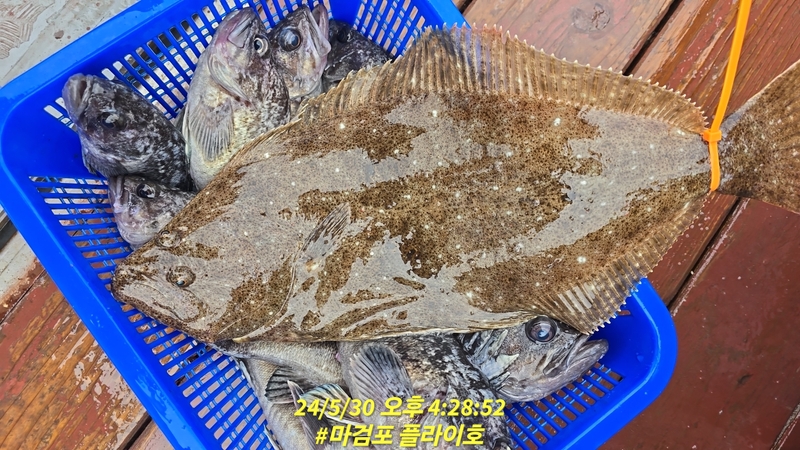 태안플라이호의 조황일지 이미지 - 2