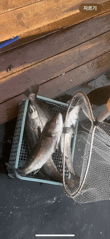 태안플라이호의 조황일지 이미지 - 1