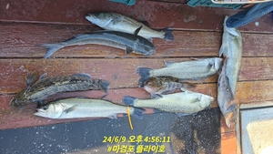 6월9일 농캐 조황입니다 선상낚시로 잡은 물고기 조황