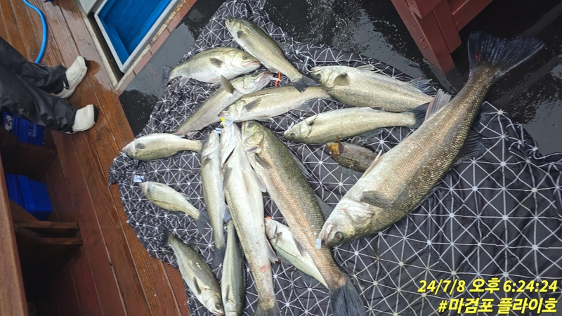 태안플라이호의 조황일지 이미지 - 14