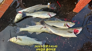 6월8일 마검포 플라이호 농어캐스팅 조황입니다 선상낚시로 잡은 물고기 조황