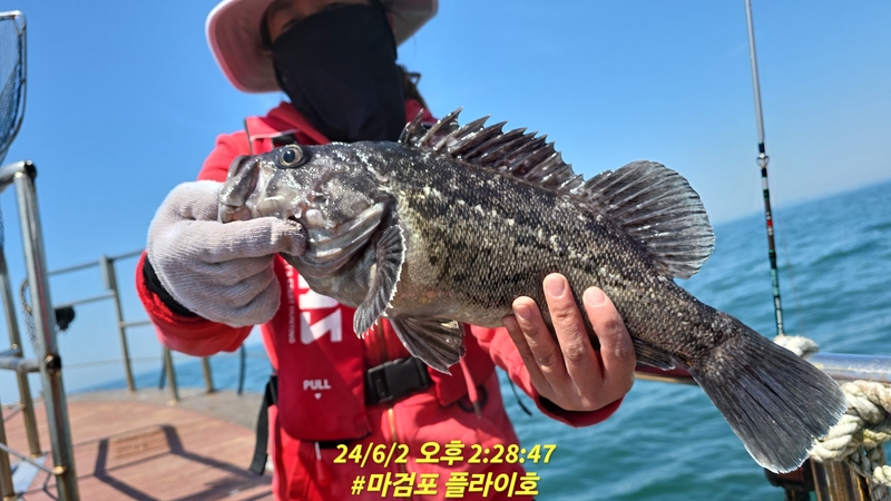 태안플라이호의 조황일지 이미지 - 4