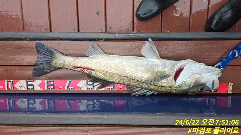 태안플라이호의 조황일지 이미지 - 1