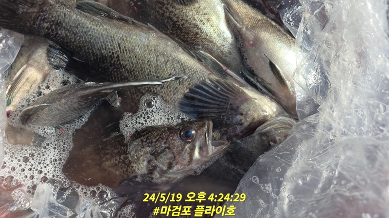 태안플라이호의 조황일지 이미지 - 8