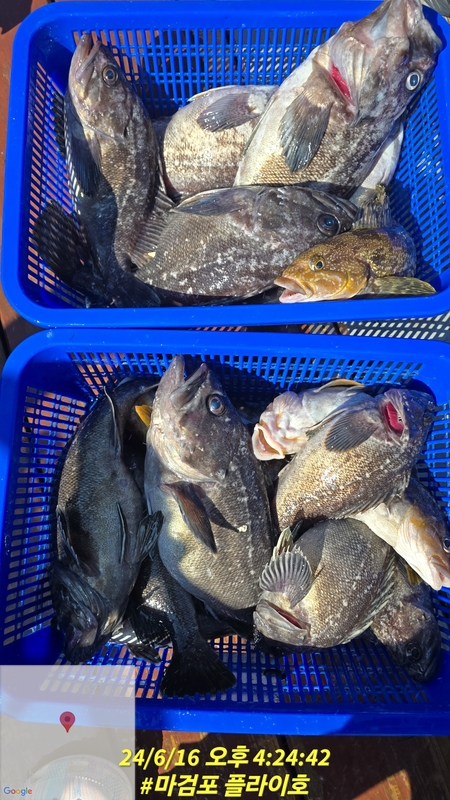 태안플라이호의 조황일지 이미지 - 3