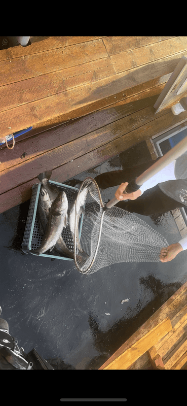 태안플라이호의 조황일지 이미지 - 5