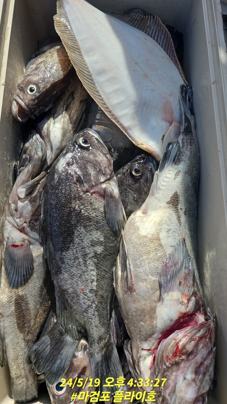 태안플라이호의 조황일지 이미지 - 2