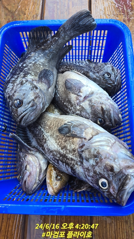 태안플라이호의 조황일지 이미지 - 6