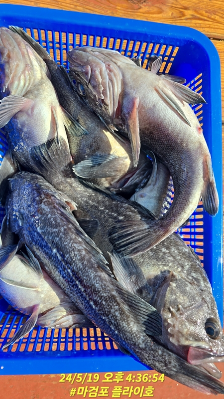 태안플라이호의 조황일지 이미지 - 1