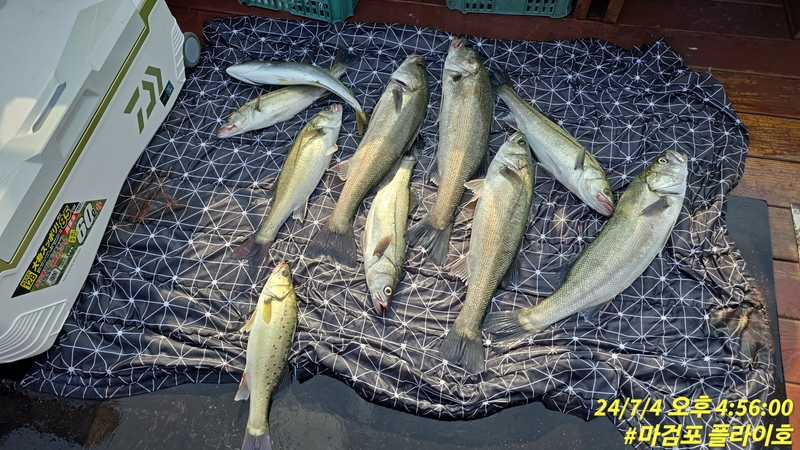 태안플라이호의 조황일지 이미지 - 3