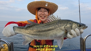 6월15일 농어 우럭 광어 외수질 조황 선상낚시로 잡은 물고기 조황