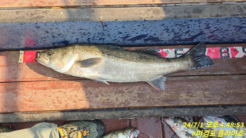 태안플라이호의 조황일지 이미지 - 3