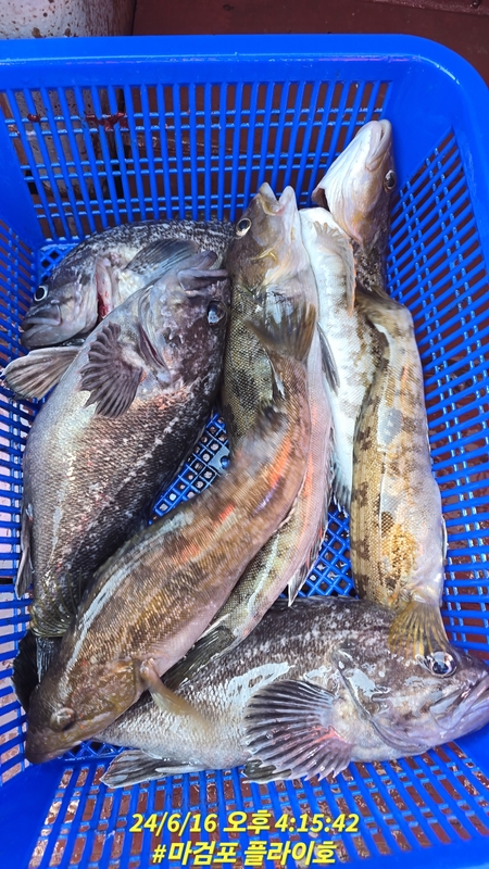 태안플라이호의 조황일지 이미지 - 13