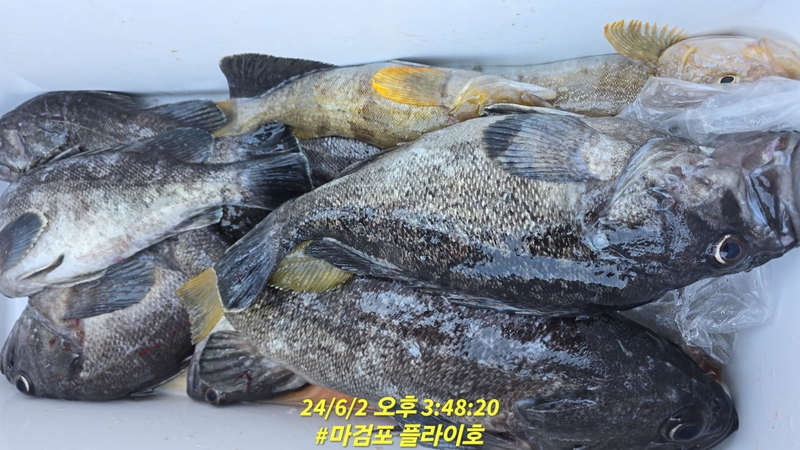 태안플라이호의 조황일지 이미지 - 14