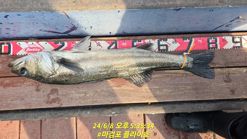 태안플라이호의 조황일지 이미지 - 2