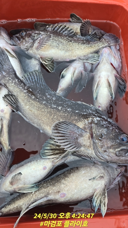 태안플라이호의 조황일지 이미지 - 5