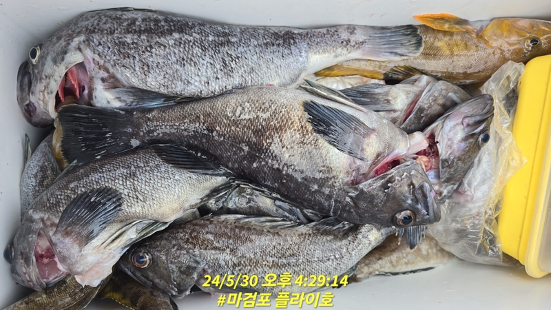 태안플라이호의 조황일지 이미지 - 1