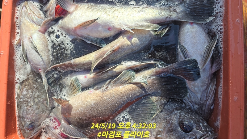 태안플라이호의 조황일지 이미지 - 3