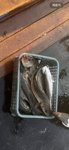 6월25일 마검포 플라이호 농어캐스팅 조황입니다 선상낚시로 잡은 물고기 조황