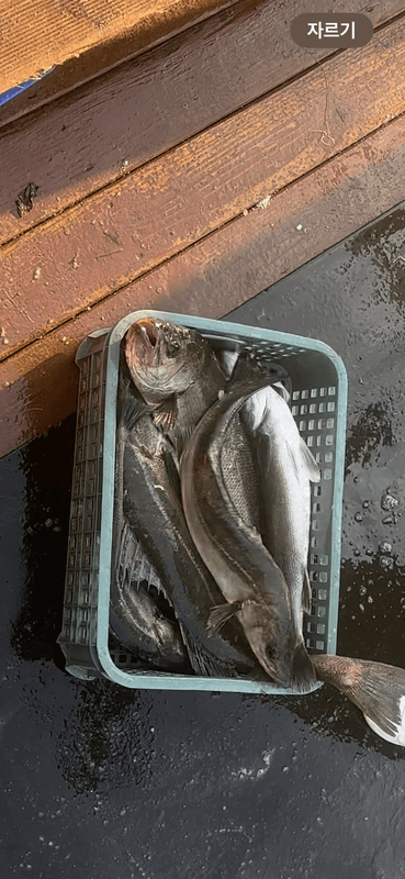 태안플라이호의 조황일지 이미지 - 0